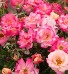 Rose Plant June Plant Of The Month
