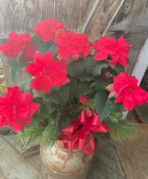 Rose Poinesstia living plant