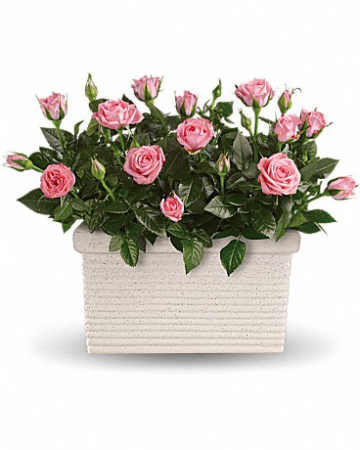 Rose Repose T96-3