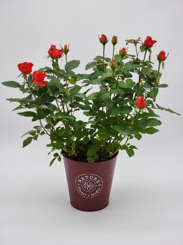 Rosebud Plant in Tin Pot Mother's Day Special  in Silverton, OR | Julie's Flower Boutique