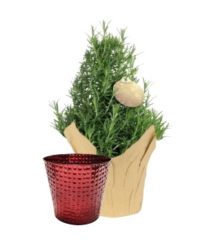 Rosemary 4" Instant Gift FUNDRAISER