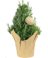 Rosemary Topiary FUNDRAISER