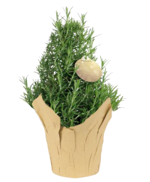 Rosemary 6" Potted Plant FUNDRAISER