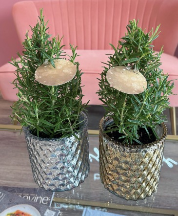 Rosemary Tree 4” potted plant  in Trenton, ON | Designs by Alexis Rose