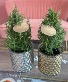 Rosemary Tree 4” potted plant 