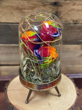 Roses in glass dome cloche  Preserved 
