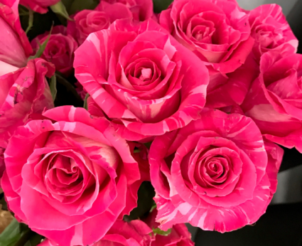 Roses Wild Topaz Roses