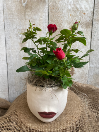 Rosey Lady Lips plant in pot