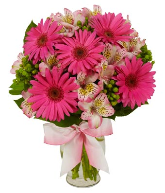 Rosita Gerbera Just Because
