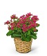 Rosy Bloom Kalanchoe Plant Plant
