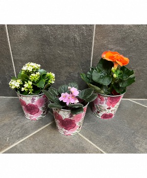 Rosy Pot Blooming Planter 