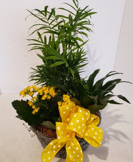 Round Basket of Tropical Plants Plants