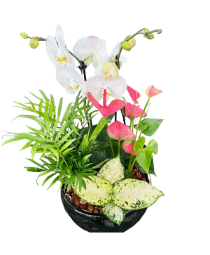 Round Orchid Planter House Plant