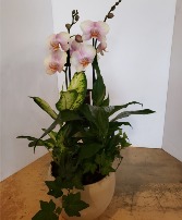 Round Orchid Planter Plant
