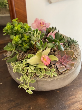 Round Succulent Arrangement