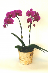 Royal Blooms Single and double potted purple orchid plants