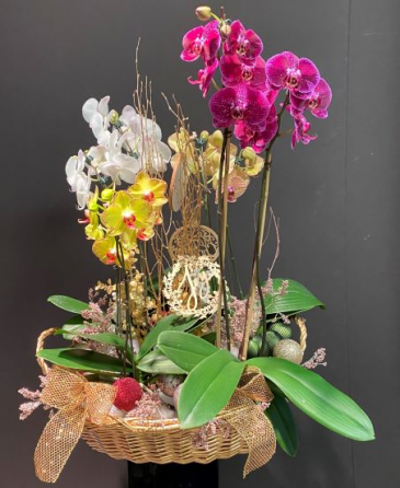 Royal Orchid Basket Live Plants in Galveston, TX | J. MAISEL'S MAINLAND FLORAL