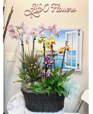 Royal Orchid Delight 
