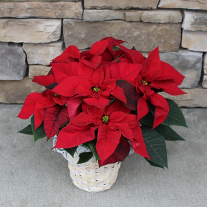 Royal Red  Poinsettia