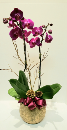Royale Greetings Double Purple Orchid