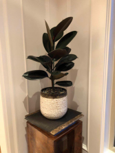 Rubber Ficus plant Plants