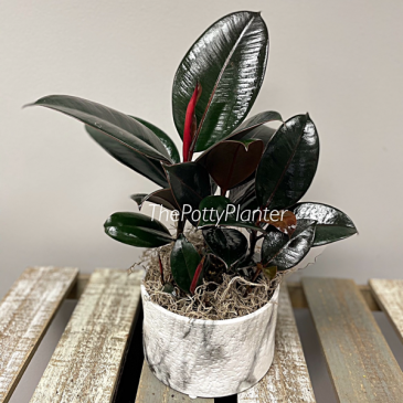 Rubber Plant