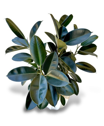 Rubber Plant  