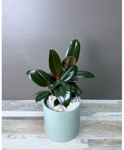 Rubber Plant 