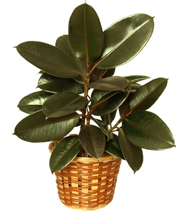 RUBBER PLANT BASKET Ficus elastica in Commerce, TX | Commerce in Bloom