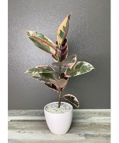 Rubber Plant - Ficus Elastica Plant