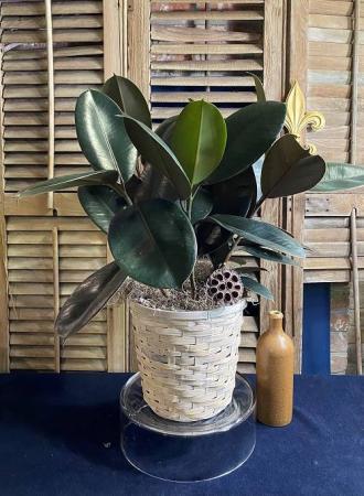 Rubber Plant Foliage Plants
