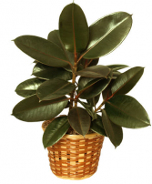 Rubber Plant Green plant