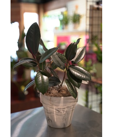 Rubber Plant  In Marbled Pottery  in South Milwaukee, WI | PARKWAY FLORAL INC.