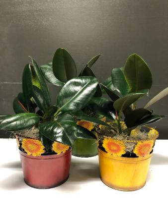 Rubber Plant  Local Delivery Only