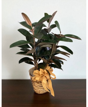 Rubber Plant Plant