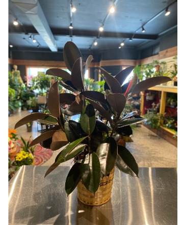 Rubber Tree Floor Plant in South Milwaukee, WI | PARKWAY FLORAL INC.