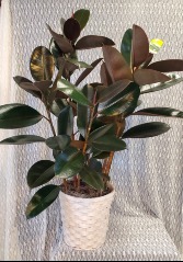 Rubber Tree Plant