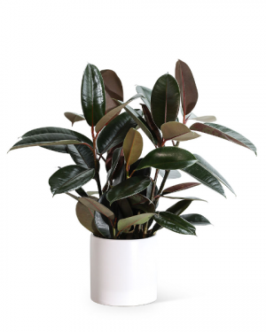Rubber Tree Plant Plant in Nevada, IA | Flower Bed Rubber Tree Plant Plant in Nevada, IA | Flower Bed
