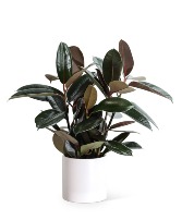 Rubber Tree Plant Plant