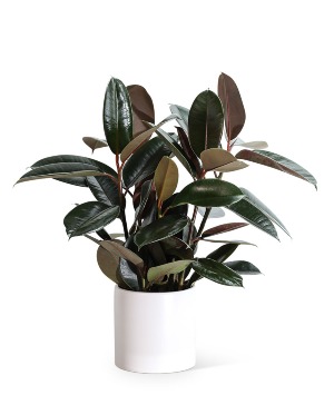 Rubber Tree Plant Plant