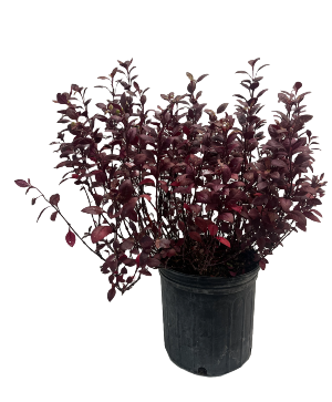 Ruby Alternanthera In stock Live Plant
