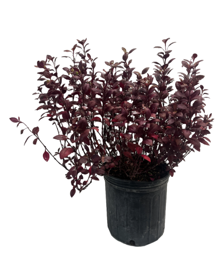 Ruby Alternanthera In stock Live Plant