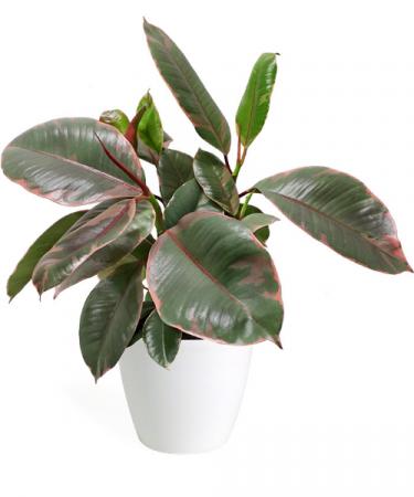 Ruby Ficus Plant