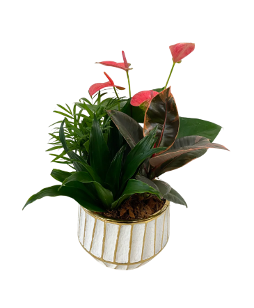 Ruby Ficus Planter House Plant in Newmarket, ON | FLOWERS 'N THINGS FLOWER & GIFT SHOP
