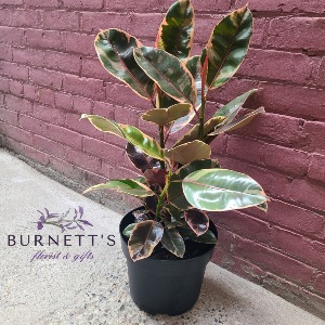 Ruby Ficus Rubber Plant