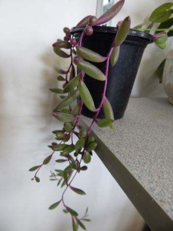 Ruby Necklace  Succulent in Norway, ME | Green Gardens Florist & Greenhouses
