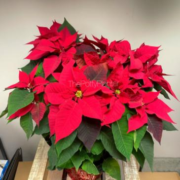 Ruby Red  in Etobicoke, ON | THE POTTY PLANTER FLORIST