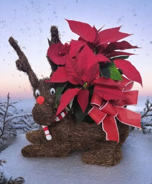 Rudy poinsettia  Plant