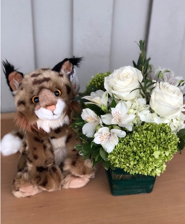 Rufus’ Radiant Blooms Vased Arrangement in Athens, OH | HYACINTH BEAN FLORIST