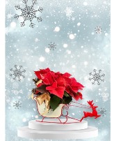 Run Rudolph Run 4" Poinsettia in Sleigh